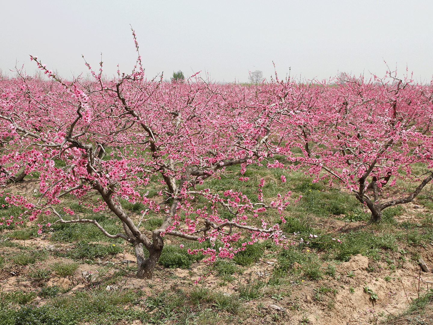 農(nóng)莊桃園